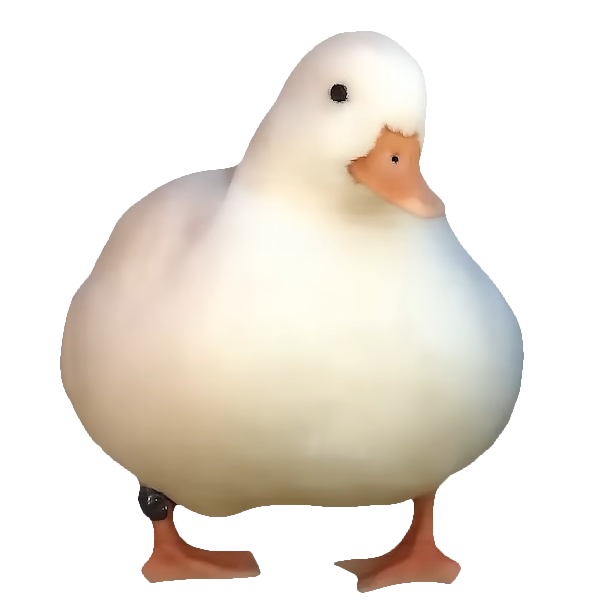 A white duck